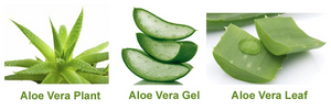 Useful Benefits of Aloe Vera